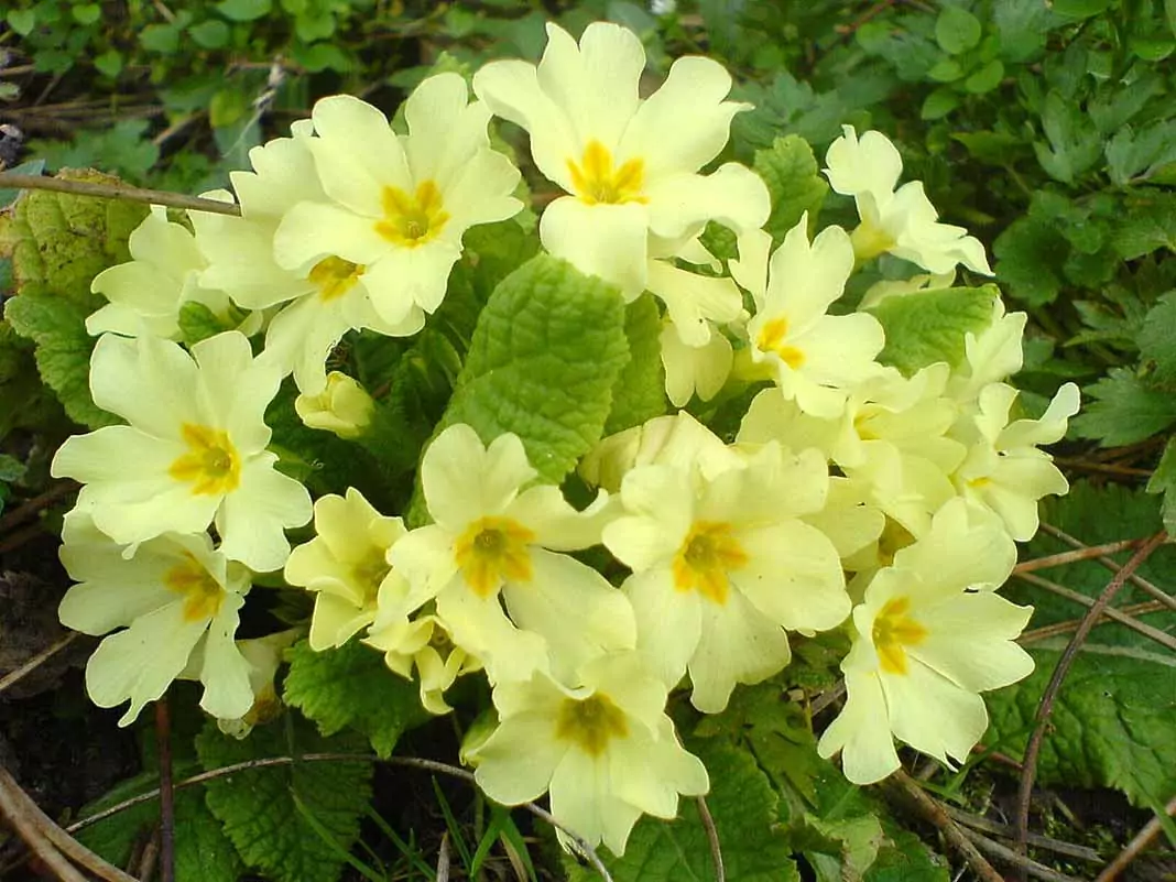 Иглика Primula Officinalis