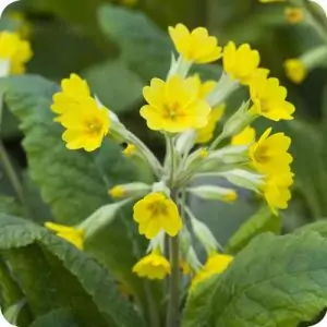 Иглика Primula Officinalis