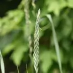 Пирей Agropyron Repens