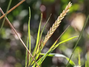 Пирей Agropyron Repens