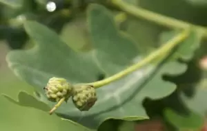 Летен дъб Quercus robur L. (Q. peduncuiata Ehrh)