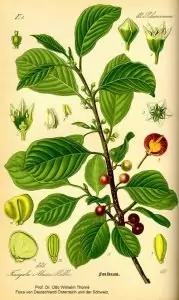 Зърнастец Frangula alnus Mill.
