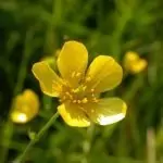 Обикновено лютиче Ranunculus acris