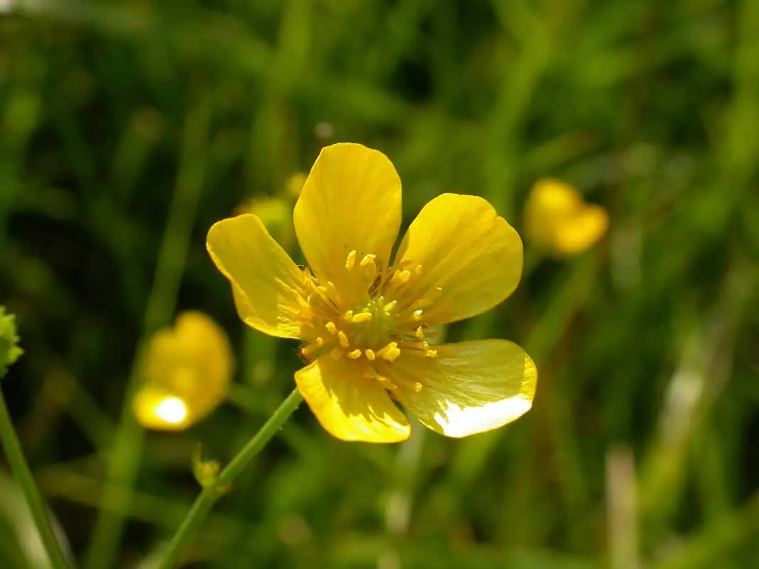 Обикновено лютиче Ranunculus acris