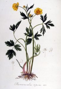 Пълзящо лютиче Ranunculus repens L.