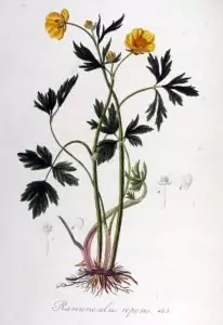Пълзящо лютиче Ranunculus repens L.