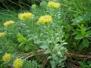 Жълт смил Helichrysum arenarium (L.) Moench