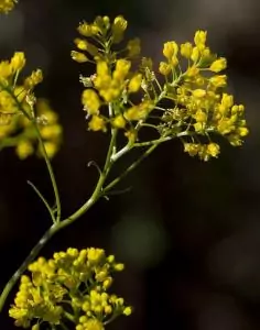 Пиренейски пореч Rorippa pyrenaica (L.) Rchb.