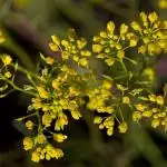 Пиренейски пореч Rorippa pyrenaica (L.) Rchb.