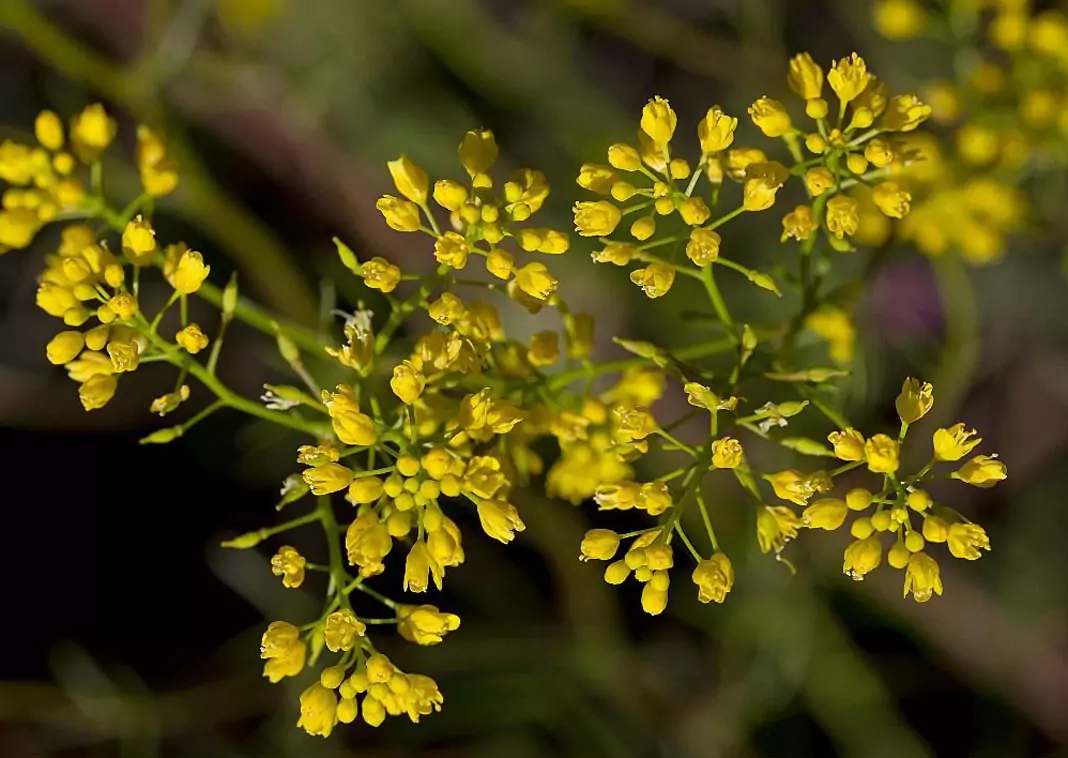 Пиренейски пореч Rorippa pyrenaica (L.) Rchb.