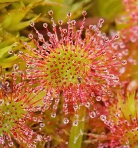 Росянка Drosera rotundifolia L.