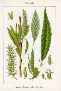 Крехка върба Salix fragilis L.