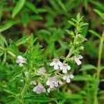 Градинска чубрица Satureja hortensis L.