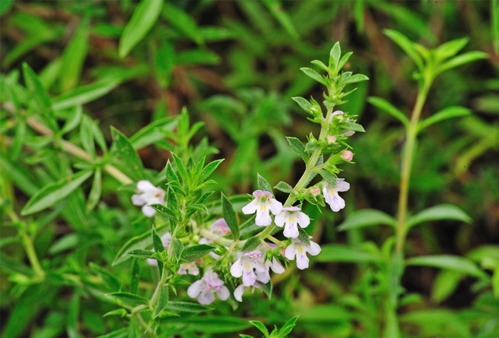 Градинска чубрица Satureja hortensis L. Съновник