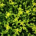Лютива тлъстига Sedum acre L.