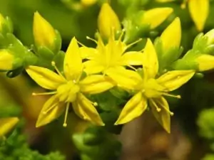 Лютива тлъстига Sedum acre L.