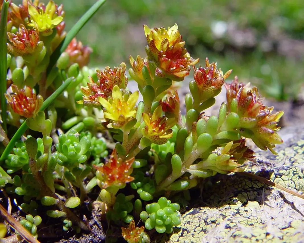 Голяма тлъстига Sedum maximum (L.) Suter