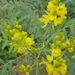 Сена (касия) Cassia senna L.(Cassia acutifolia Del) и Cassia angustifolia Vahl