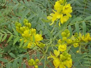 Сена (касия) Cassia senna L.(Cassia acutifolia Del) и Cassia angustifolia Vahl