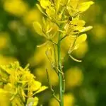 Полски синап Sinapis arvensis L.