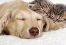 Животни