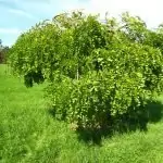 Японска акация Sophora japonica