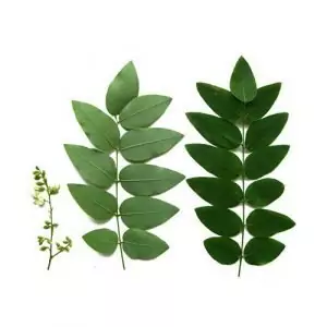 Японска акация Sophora japonica