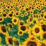 Слънчоглед Helianthus Annuus