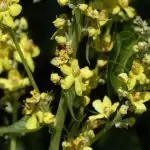 Лопен Verbascum phlomoides L.