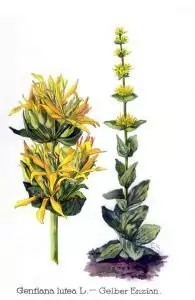 Жълта тинтява Gentiana Iutea L.
