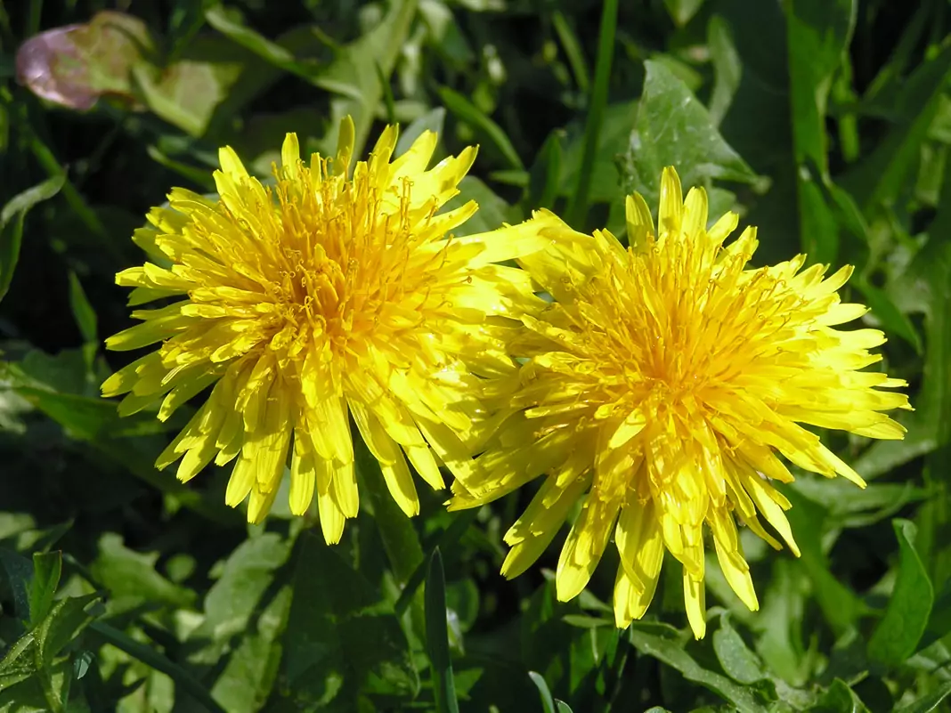 Глухарче Taraxacum Officinale