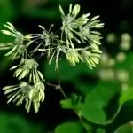 Дребно обичниче Thalictrum minus L.