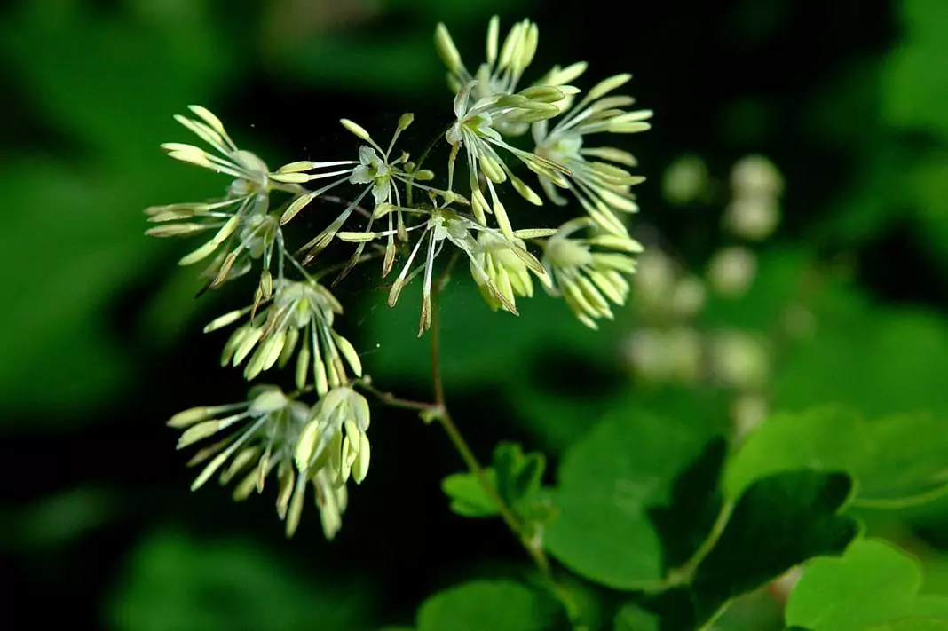 Дребно обичниче Thalictrum minus L.