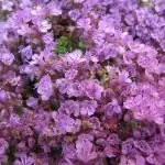 Мащерка Thymus Serpyllum