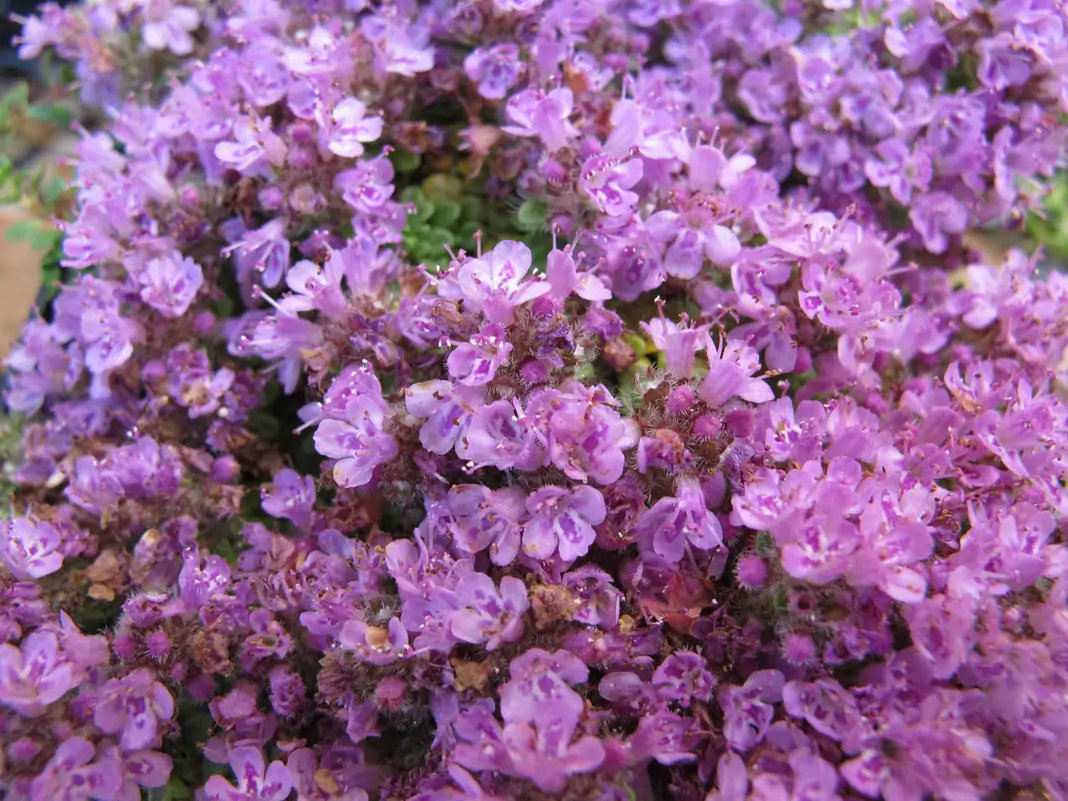 Мащерка Thymus Serpyllum