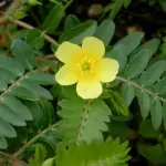 Бабини зъби (Трабузан) Tribulus terrestris