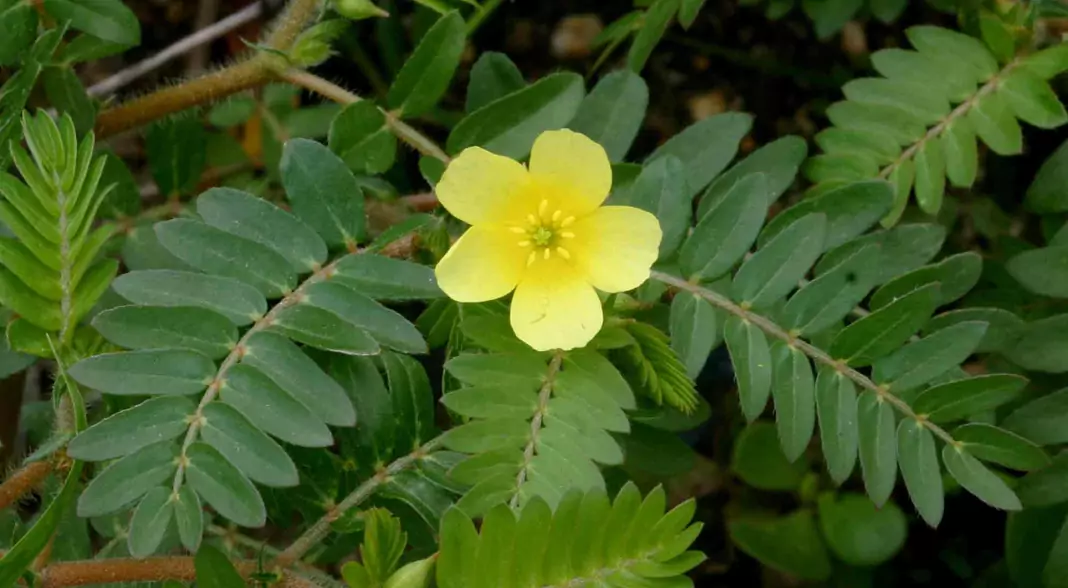 Бабини зъби (Трабузан) Tribulus terrestris