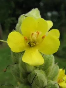 Лопен Verbascum phlomoides L.