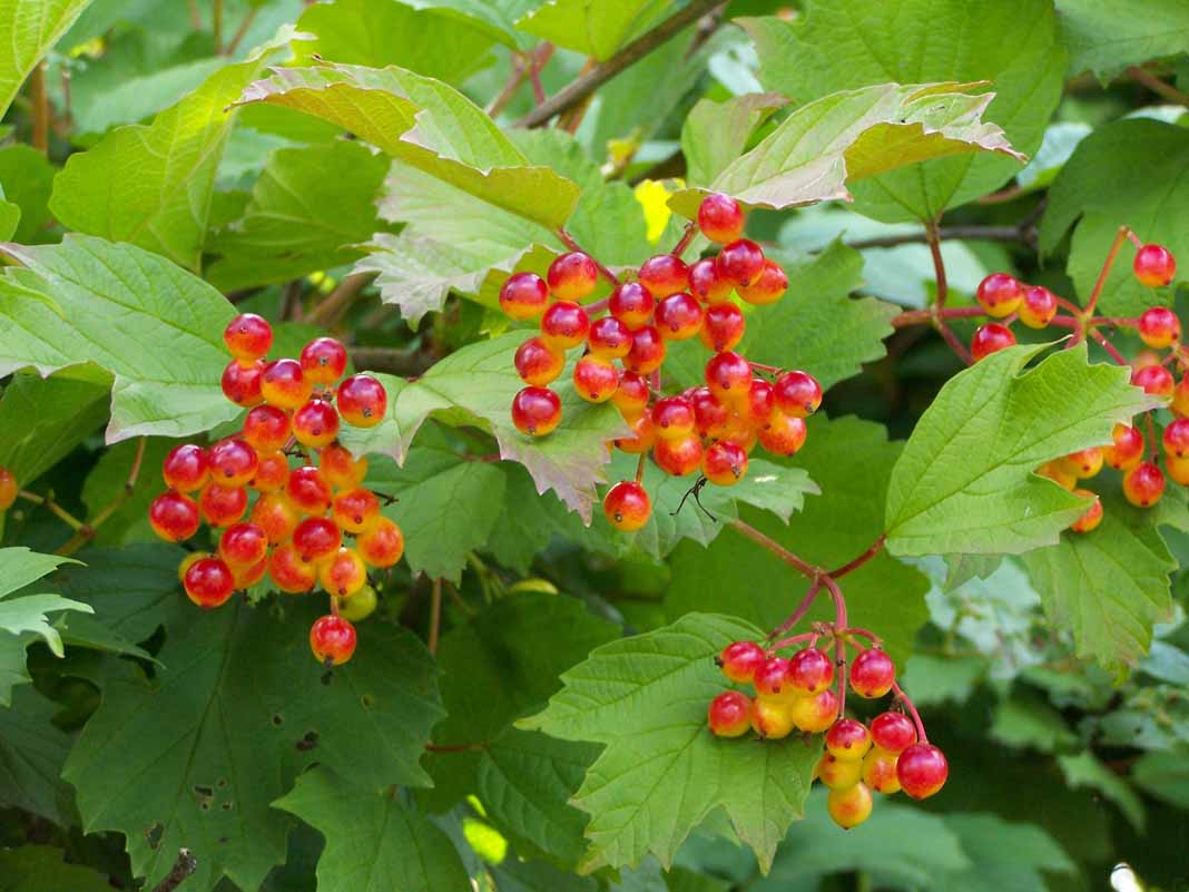 Калина обыкновенная viburnum opulus