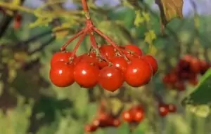 Калина Viburnum opulus L.