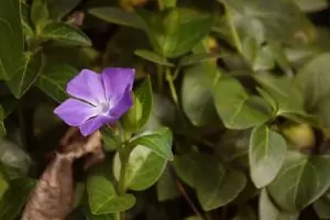 Зимзелен Vinca minor L.