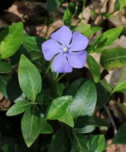 Зимзелен Vinca minor L.
