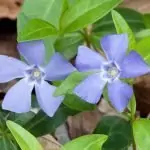 Зимзелен Vinca minor L.