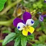 Трицветна теменуга Viola Tricolor