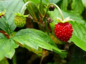 Горска ягода Fragaria Vesca
