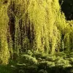 Бяла върба Salix alba L.