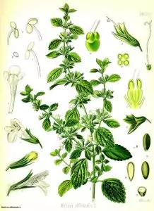 Маточина (лимонче) Melissa Officinalis