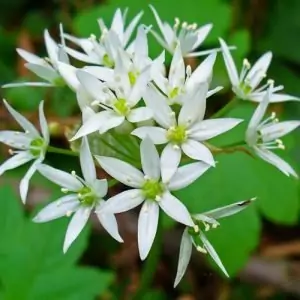 Левурда (мечи лук) Allium ursinum L.