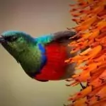 Сънища за птици