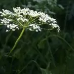 Анасон Pimpinella anisum L.